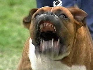 Агрессивные породы собак, которые были выведены для собачьих боев и нападения на людей, в ряде стран запрещены к ввозу и содержанию. В России, напротив, мода на "бойцов" набирает обороты