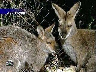 Австралийские власти решили кормить кенгуру противозачаточными пилюлями  