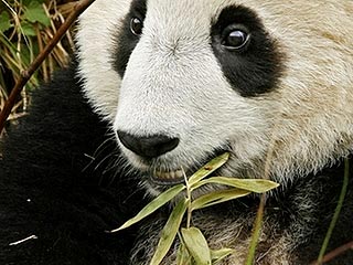 В Китае панда убила своего новорожденного детеныша