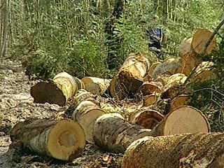 В Карелии ведутся обширные нелегальные заготовки леса, который скупается финскими предприятиями. Финляндия председательствует в ЕС, и подобная "лесная преступность" ложится пятном на ее репутацию