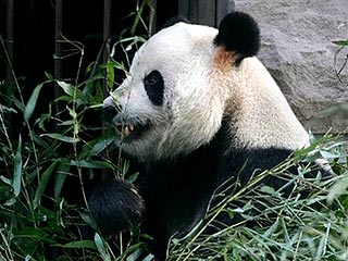 В китайском зоопарке панда и пьяный посетитель покусали друг друга