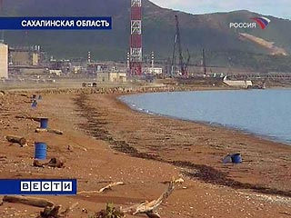 На Сахалине эксперты считают, что причиной выброса морских животных в районе, где возводятся объекты Sakhalin Energy, могла стать не деятельности компании, а шторм