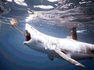 Ежегодно в мире уничтожается до 70 миллионов акул