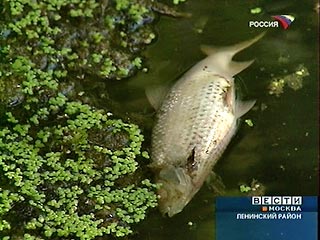 Экологи прогнозируют массовое отравление рыбы, как одно из последствий зафиксированного в четверг сильного загрязнения Москвы-реки нитритом азота