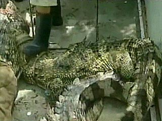 В Таиланде из-за наводнений многие крокодилы сбежали с ферм - власти объявили тревогу