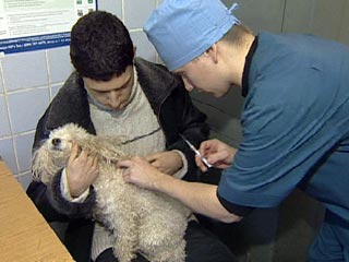 В Москве ветеринарных врачей поставят на учет, поскольку они стали часто ошибаться