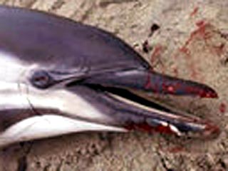 28 октября в Мозамбике около 50 дельфинов-афалин выбросились на берег пустынной бухты острова Базаруто