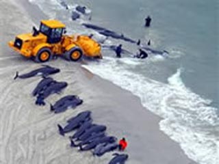 В Новой Зеландии около 100 китов застряли на мелководье. Свыше сорока погибли