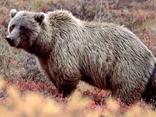 В Кемеровской и Томской областях из-за аномально теплой погоды медведи не могут залечь в спячку. Обычно в середине ноября косолапые уже спят, однако в этом году берлоги подтапливает дождями, и животным приходится искать новые места для зимнего отдыха