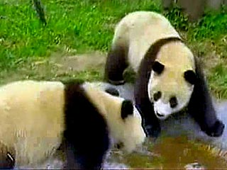 Таиландский зоопарк, отчаявшись ждать потомства от панд, решил совратить их тематическим кино