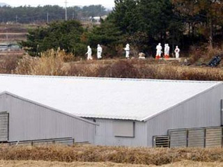 Южнокорейские власти в пятницу подтвердили факт появления "птичьего гриппа" на одной из ферм в районе города Пхентхэк в 70 км к югу от столицы, где в течение трех дней погибли 200 цыплят