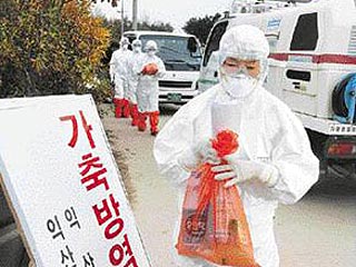 В Южной Корее из-за "птичьего гриппа" уничтожено 100 тысяч кур и уток