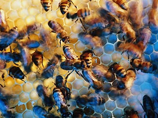Ученые в США обучили пчел распознавать взрывчатку