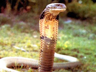 Самый знаменитый в Малайзии заклинатель змей скончался от укуса кобры во время шоу