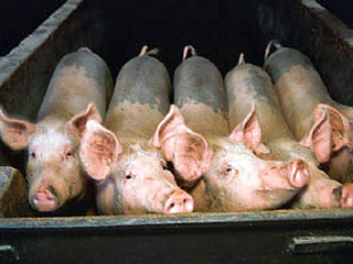 http://dev.newsru.com/world/11dec2006/pigs.html  В Израиле признан провальным эксперимент по натаскиванию свиней на террористов-арабов