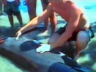 Самый высокий человек в мире китаец Бао Сишунь спас жизнь двум дельфинам из океанариума в городе Фушунь на севере Китая. Благодаря уникальной длине своих рук ему удалось вытащить из желудка дельфинов проглоченные ими пластиковые изделия