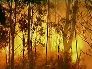 Австралийский континент охвачен сильнейшими за последние семьдесят лет пожарами. Общая площадь очагов возгорания уже вдвое превысила территорию Люксембурга и продолжает неуклонно расти