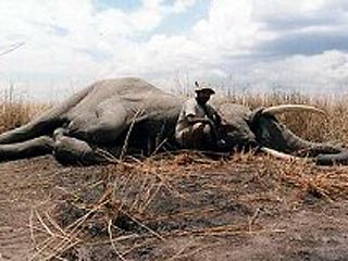 В индийском штате Ассам охотнику удалось застрелить разъяренного слона по прозвищу Бен Ладен, который, как предполагают, убил 14 человек