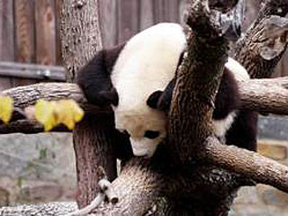 Содержащаяся в зоопарке на западе Японии панда в Рождество произвела на свет двух детенышей-близнецов