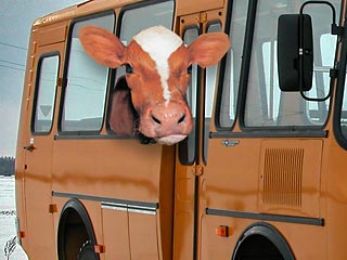 В Калининградской области преступник пытался вывезти похищенных коров в пассажирском автобусе