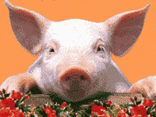2007 год - это по восточному календарю год Красной огненной свиньи