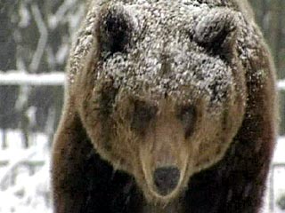 Медведи, не залегшие в спячку, могут угрожать людям, предупреждает МЧС России 