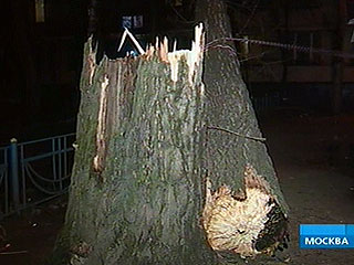 Порывами штормового ветра было повалено 12 деревьев