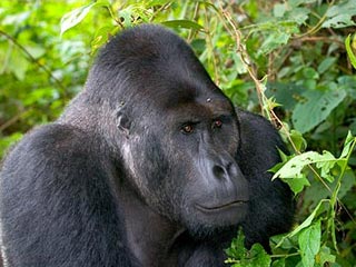 Скандал в Конго: повстанцы съели двух редких горилл, которые привлекали туристов и деньги в казну