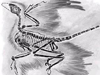 Микрораптор гуи длиной около 80 см был единственным в науке животным, которое можно назвать "живым бипланом", причем летать подобным образом он научился самостоятельно