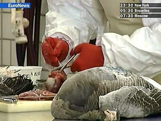 В Венгрии вновь найден очаг "птичьего гриппа". Проведенные в национальных лабораториях исследования подтвердили наличие в пробах вируса птичьего гриппа группы H5