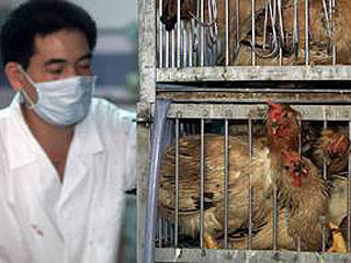 В Японии подтверждена новая вспышка "птичьего гриппа" в префектуре Миядзаки на южном острове Кюсю