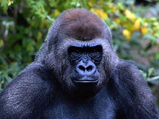 Повстанцы в Конго поклялись больше не убивать редчайших горных горилл