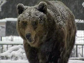 "Как только на землю лег снег, бурый медведь, который бодрствовал в это время, отправился в берлогу и уснул",- рассказали ИТАР-ТАСС в пресс-службе зоопарка, добавив, что "мишке давно было пора спать