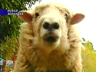 У Новой Зеландии 15 февраля новый национальный праздник - День овцы