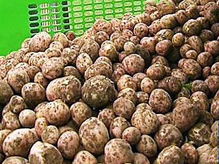 Крайне опасный вредитель - картофельная моль - атаковала урожай, собранный на юге России