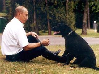 В СФ готовят закон, по которому собаку Путина стерилизуют, а его направят на медосмотр к наркологу и психиатру