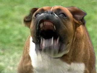 Кинологи не согласны с законопроектом СФ о разведении собак агрессивных пород