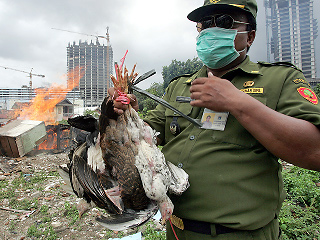 Индонезия вместе с американцами хочет запатентовать "птичий грипп", тем временем в мире от него умерли еще трое