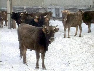 В Ставропольском крае злоумышленники угнали с фермы 31 корову
