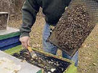 Американские апидологи в ужасе: медоносные пчелы дохнут как мухи 