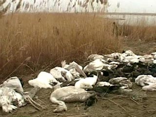 В Краснодарском крае за минувшие сутки обнаружены более трех тысяч погибших диких птиц