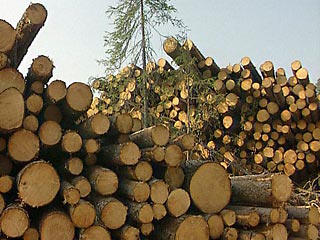 Bо вторник возобновила регулярную работу созданная еще в 2005 году специализированная Байкальская лесной товарная биржа (БЛТБ)