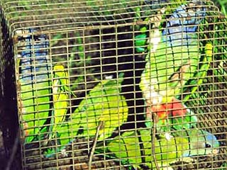 Российские пограничники спасли попугаев, которых в понедельник пытались ввезти контрабандой с Украины на территорию России недалеко от поселка Белая Березка Трубчевского района Брянской области
