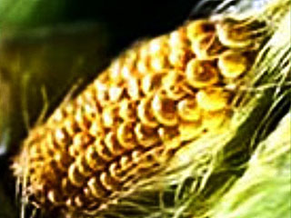В качестве исходного сырья, используются сердцевины кукурузных початков (кукурузные зерна отбираются ранее), которые путем несложной обработки, превращаются в брикеты, пронизанные микроскопическими порами