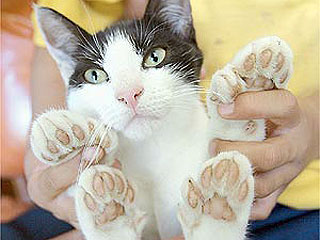 В Новой Зеландии родилась кошка с 26-ю пальцами