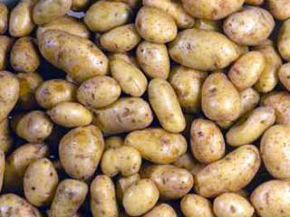 Ученые Кемерово получили патент на новый устойчивый к болезням сорт картофеля, носящий имя губернатора Тулеева