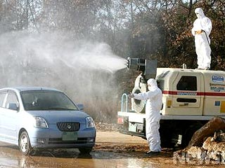В Южной Корее зафиксирована новая вспышка "птичьего гриппа"