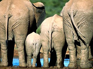 Тайские ветеринары и защитники животных уверены, что искусственное оплодотворение слонов поможет увеличить значительно сократившуюся за последние десятилетия численность этих животных в стране