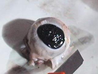 Японские ученые вырастили роговицу глаза из одной клетки человека