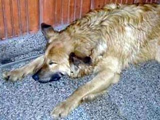 1 марта 2006 г. около 15 часов на станции "Коньково" Б.Суров схватил собаку Рыжика, которая жила на этой станции, и стал демонстрировать ее убийство стоящим возле кассы и проходящим мимо гражданам, среди которых были также дети